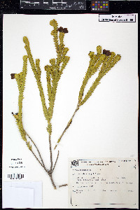Microlicia cataphracta image