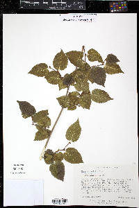 Morus microphylla image