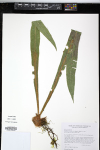 Elaphoglossum apodum image