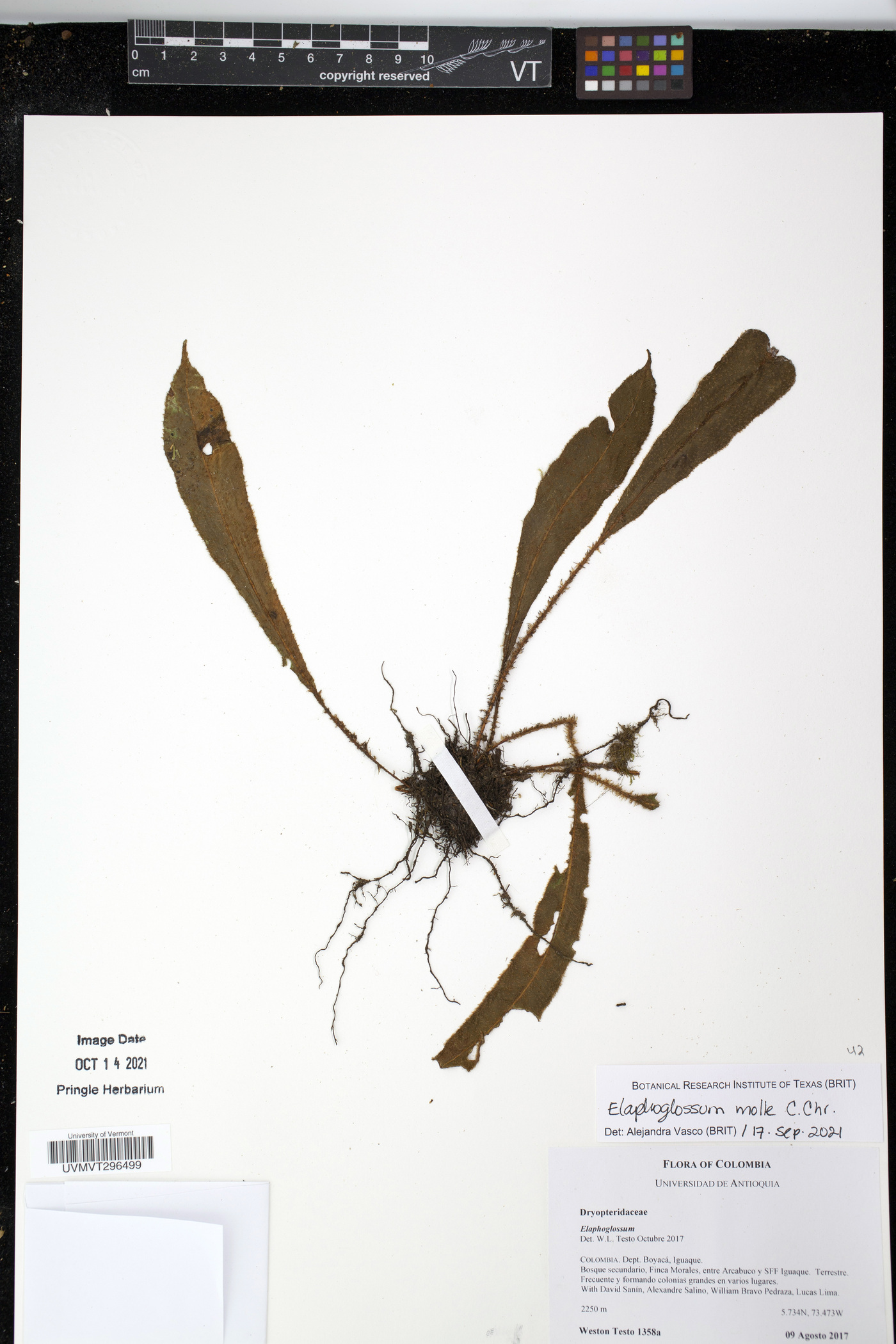 Elaphoglossum molle image