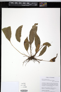Elaphoglossum notatum image