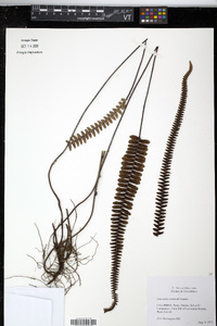 Jamesonia verticalis image