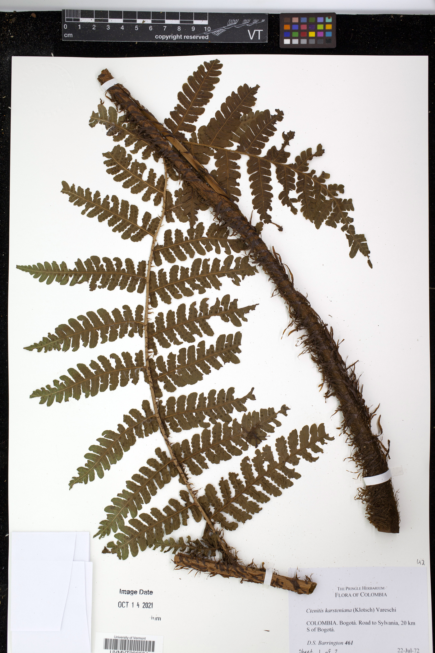 Megalastrum pulverulentum image