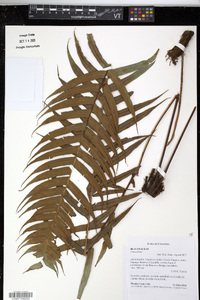 Lomaridium ensiforme image