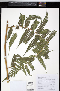 Dennstaedtia obtusifolia image