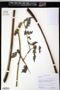 Pteris podophylla image
