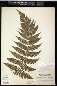 Ctenitis equestris image