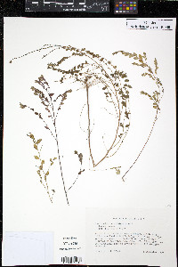 Phyllanthus caroliniensis image