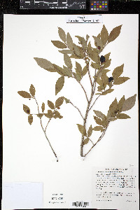 Vaccinium membranaceum image