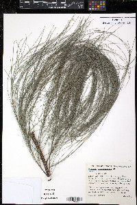 Casuarina cunninghamiana image
