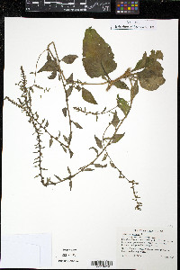 Spinacia oleracea image