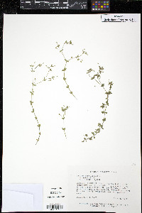 Arenaria serpyllifolia image