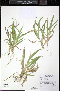 Dichanthelium laxiflorum image