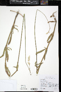 Froelichia floridana image
