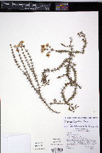 Hypericum piriai image
