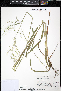 Melica nitens image