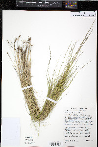Muhlenbergia cuspidata image