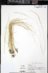 Aristida stricta image