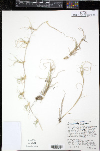 Bouteloua dactyloides image