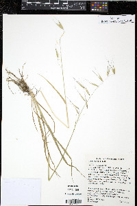 Avena barbata image