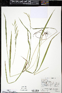 Bromus ciliatus var. ciliatus image