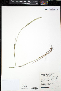 Calamagrostis stricta image
