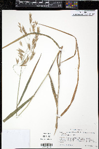 Bromus latiglumis image