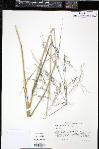 Calamovilfa arcuata image