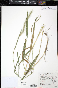 Elymus villosus image