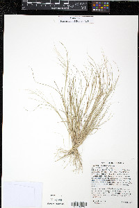 Eragrostis frankii image