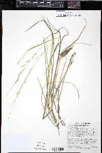 Glyceria borealis image