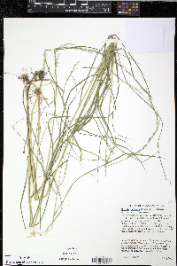 Glyceria melicaria image