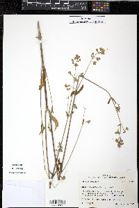 Mirabilis albida image