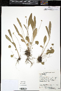 Viola lanceolata image