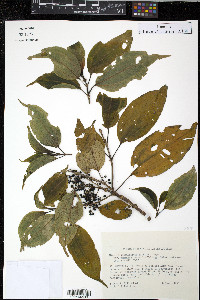 Miconia globuliflora image