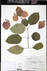 Mussaenda erythrophylla image