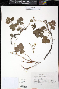 Waldsteinia fragarioides image