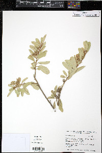 Corchorus hirsutus image