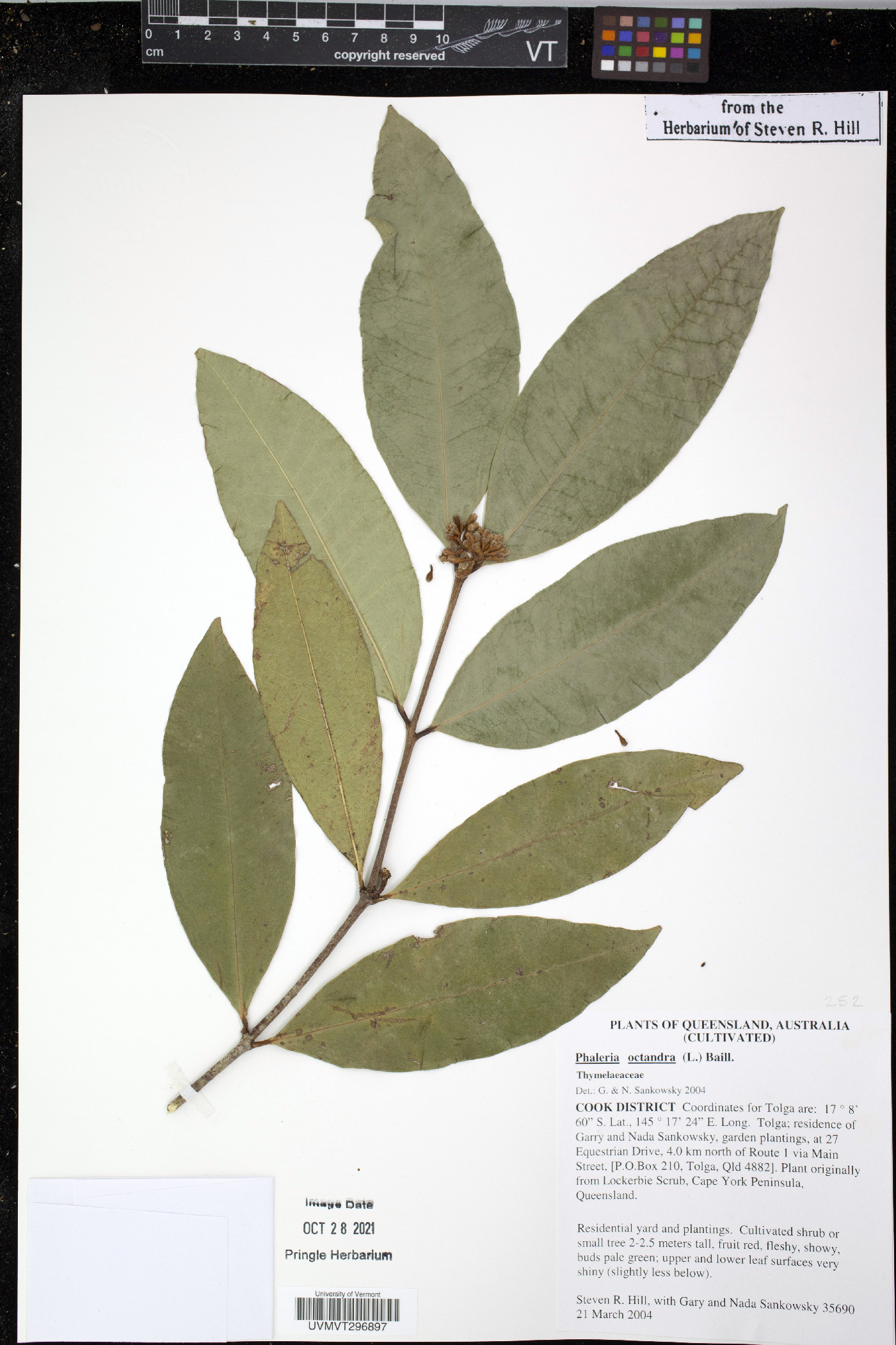 Phaleria octandra image