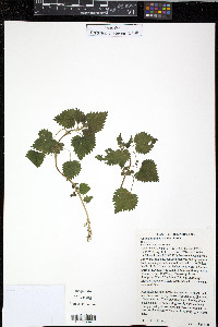 Urtica chamaedryoides image