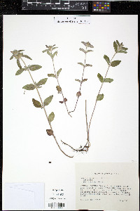 Clinopodium vulgare image