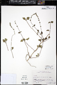Salvia occidentalis image