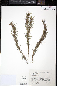 Rosmarinus officinalis image