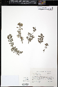 Origanum majorana image
