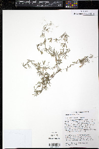 Galium asprellum image