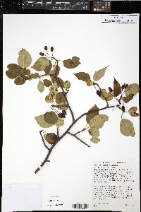 Malus fusca image
