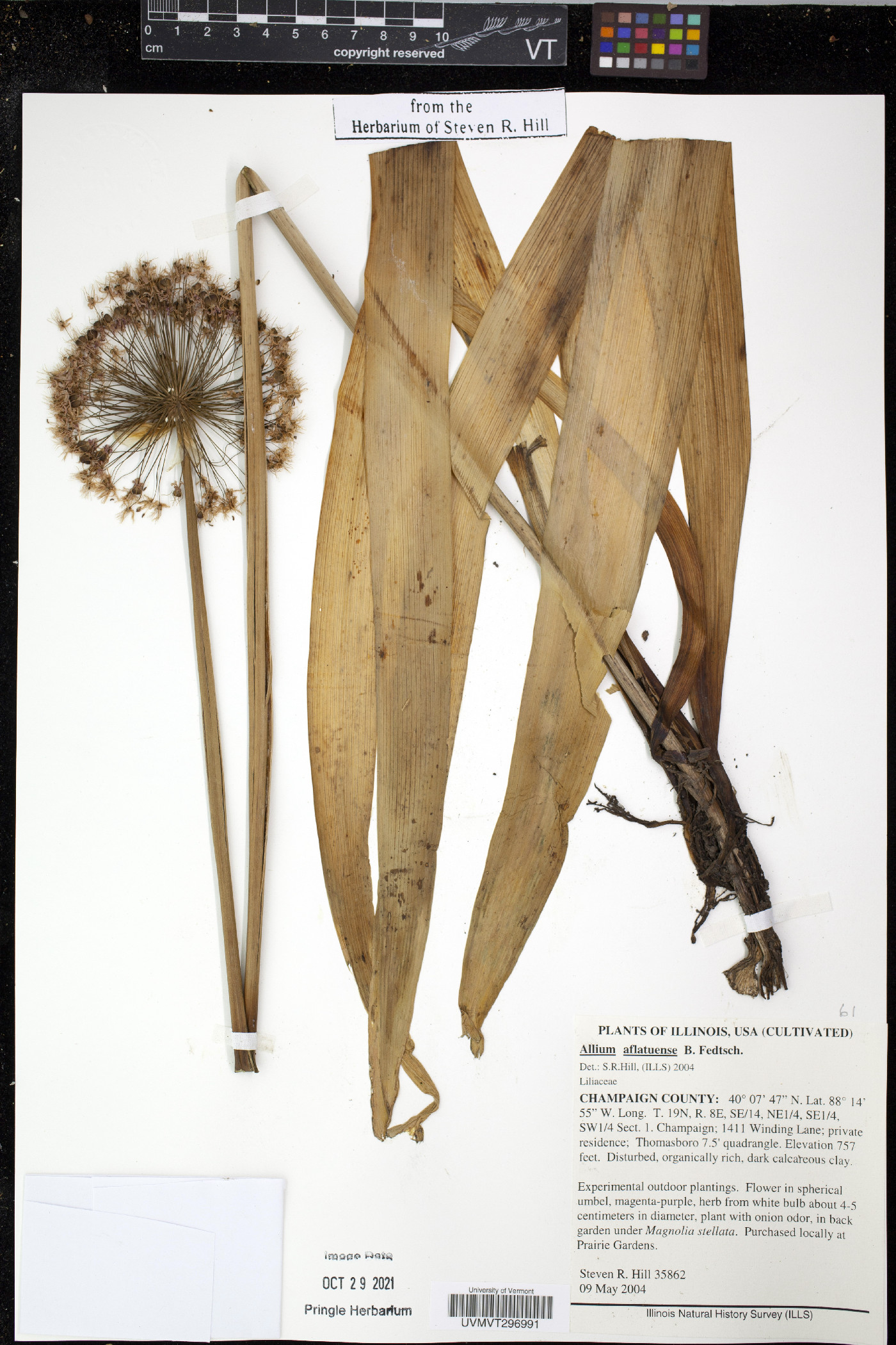 Allium aflatunense image