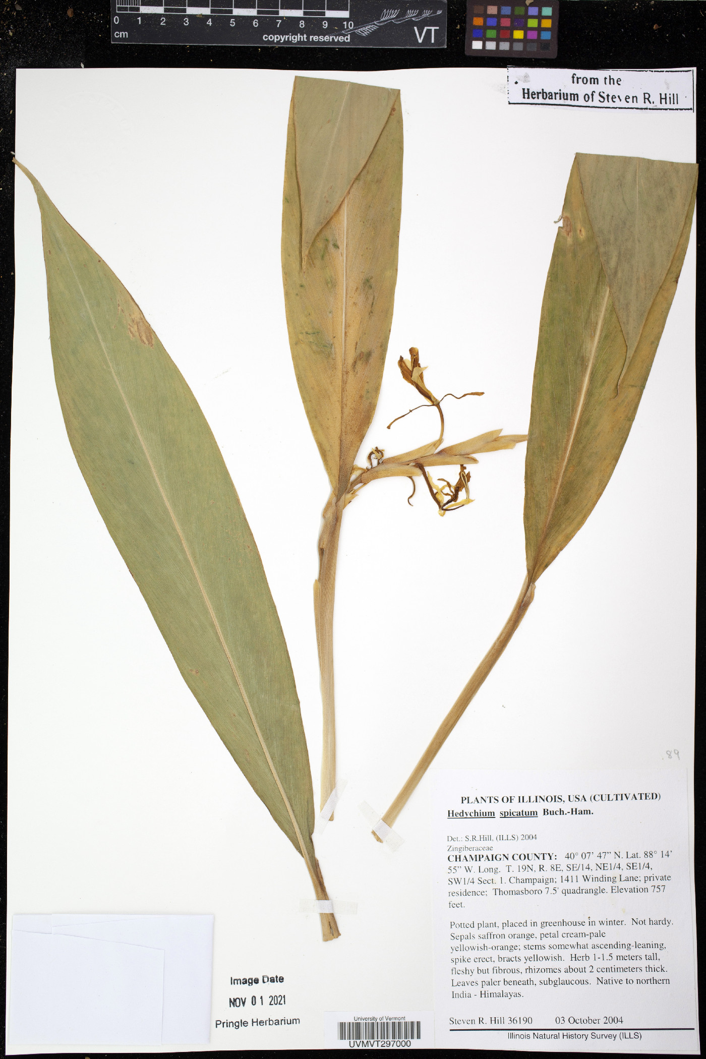 Hedychium spicatum image