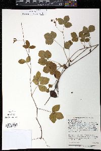 Rubus hispidus image