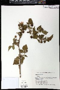 Rubus spectabilis image